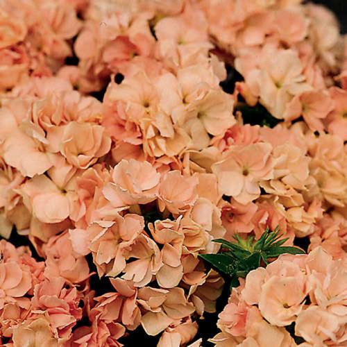 Как часто нужно поливать флокс друммонда. Ботаническое описание