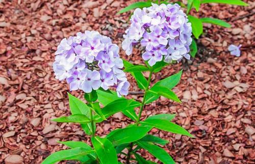 Как сохранить флоксы многолетних и однолетних на зиму. Подготовка флоксов к зиме: рекомендации от опытных цветоводов