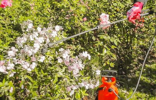 Как сохранить флоксы многолетних и однолетних на зиму. Подготовка флоксов к зиме: рекомендации от опытных цветоводов