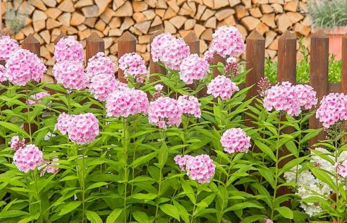 Как сохранить флоксы многолетних и однолетних на зиму. Подготовка флоксов к зиме: рекомендации от опытных цветоводов