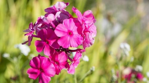 Как определить, когда флоксы друммонда готовы к пересадке. Когда и как пересаживать флоксы?