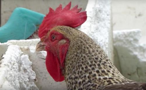 Как пенопластовые плитки влияют на здоровье домашних животных. Для чего кур кормят пенопластом? Влияет ли это на качество яиц или еще на что-то?